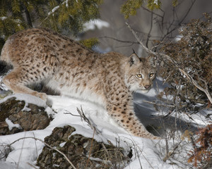Siberian Lynx Cub 