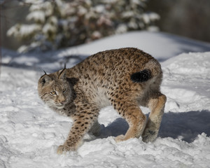 Siberian Lynx Cub 