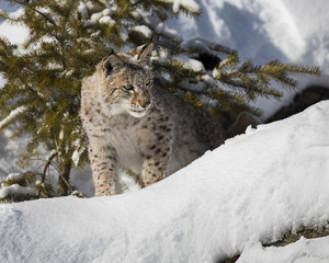 Siberian Lynx Cub 