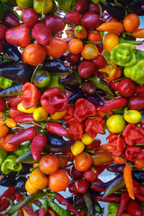 Chili, Peperoni und Habaneros