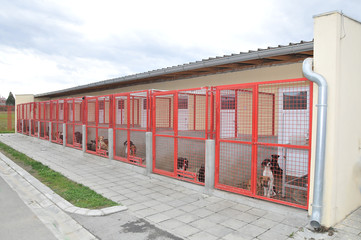 Shelter for stray dogs