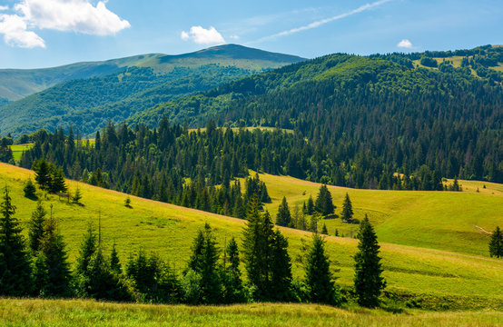 beautiful summer landscape in mountains. spruce forest on a grassy hills. lovely nature concept