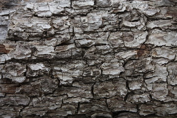 Close up of tree bark for background use.