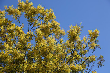 mimosa