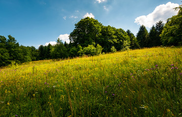 spot of light on a meadow among forest. gorgeous nature scenery in summer. picturesque view. 