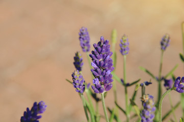 Detail Lavender flower 