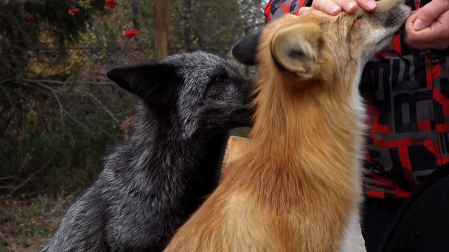 NOVOSIBIRSK, RUSSIA OCTOBER 06, 2016: Two domesticated foxes plays with a woman and eats dainties