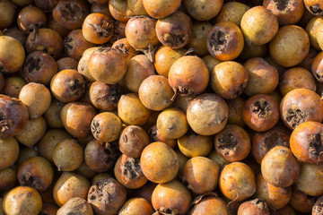 Freshly picked up medlar fruit species mespilus germanica in box