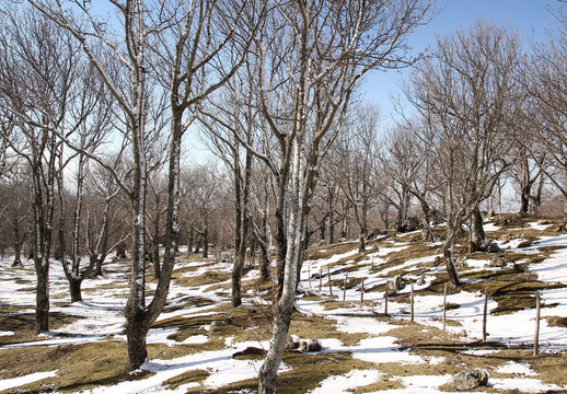 Italian Landscape Countryside. Mount Amiata, Tuscany. Daylight, Snow, Trees, BlueSky. Frozen Landscape