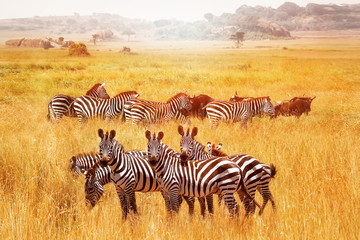 Fototapeta na wymiar Wild African zebras in the Serengeti National Park. Africa. Tanzania.