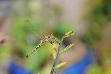 Detail of a green dragon fly