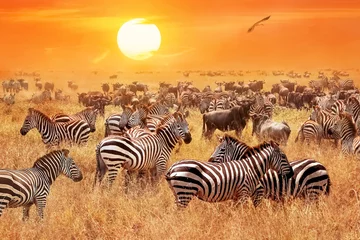 Foto op Aluminium Kudde wilde zebra& 39 s en gnoes in de Afrikaanse savanne tegen een prachtige oranje zonsondergang. De wilde natuur van Tanzania. Artistiek natuurlijk beeld. © delbars