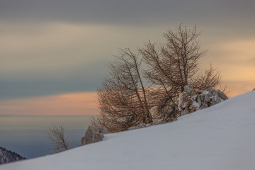 Pair of lone larches on snowy slope with  venetian lagoon in the background, Col Visentin, Belluno, Veneto, Italy
