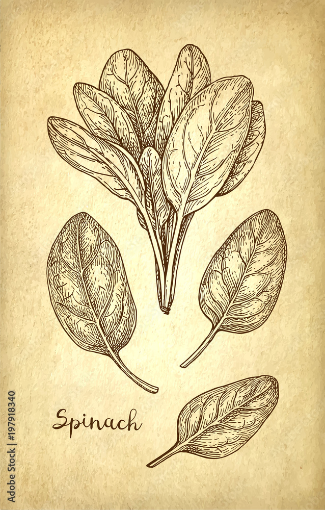 Canvas Prints ink sketch of spinach.
