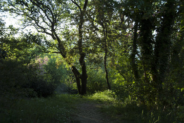 Istanbul, Turkey, 05 May 2015: Trees of  Fethi Pasha Grove