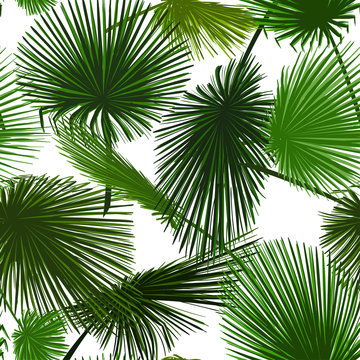 Vector seamless pattern of colorful palm leaf on white background. Tropical palm leaves background