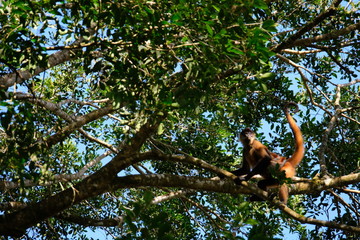 Red monkeys in the trees