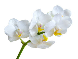 Branch with white orchid flowers isolated on white background