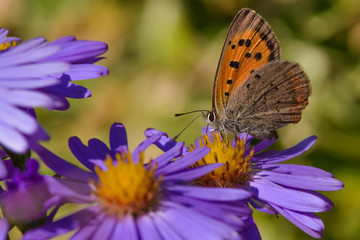Schmetterling auf Blume