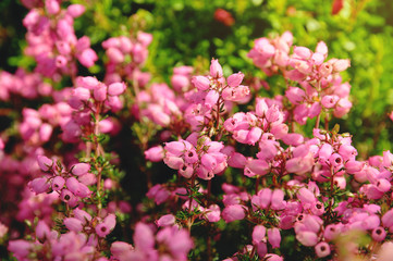 Small cute red and pink flowers background