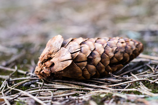 The spruce tree cone on a forest road. Forest bedding shown close up.