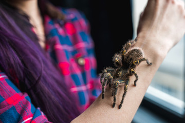 spider Tarantula crawls on the girl's hand. Arachnophobia and fear of spiders.