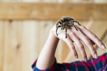spider Tarantula on the man's arm. Fear of spiders.