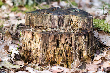 Old mossy tree trunk in a wooded area. Traces of an old logging.