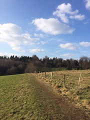 Frühling am Waldrand