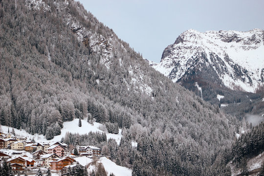 Snowy Moena 2