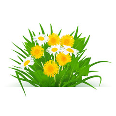 realistic bouquet of dandelion flowers with chamomile leaves and grass on a white background.