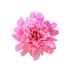 vector realistic big full blooming pink peony. beautiful flower for design