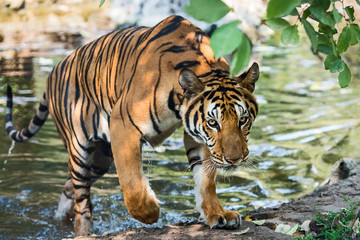 Close up tiger.