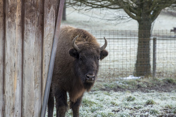 Bison watching from the corner
