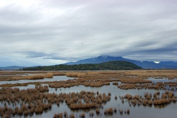 View of lagoon with plants on the water of Limnothalassa Rodias. Rodia is a fishpond in Epirus (Arta), Greece (Europe). It is also known as Ichthyotrofeion Rodias. 