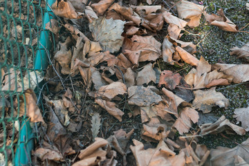 autumn leaves fallen background