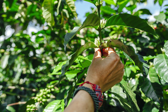 Woman hand showing coffee flowers, Salento, Colombia