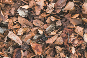 autumn leaves fallen background