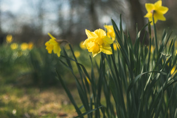 daffodils in spring 