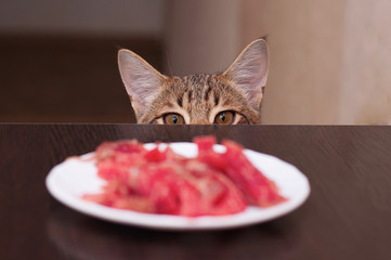 cat thief