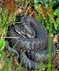 Russia.May. Viper basking on the sun.