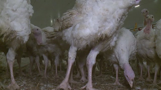 Poultry farm for growing broiler turkeys ; Premises at poultry farm for growing broiler turkeys,video clip