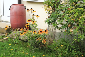 Fototapeta premium Prärie Sonnenblume, Sonnenhut, Ratbida pinnata mit Rosenhecke und Regentonne im Garten