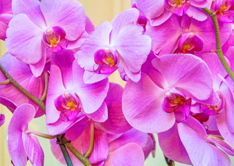 Obraz na płótnie Canvas Beautiful bright pink orchid flowers