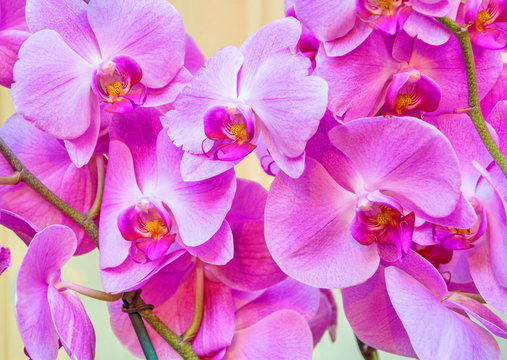 Beautiful bright pink orchid flowers