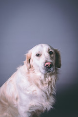 White purebred golden retriever looking at the camera against a seamless grey background with plenty of copy space