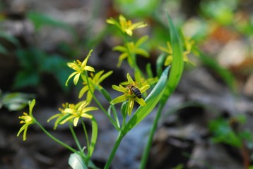yellow spring flowers macro close up