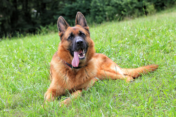 German shepherd on green grass