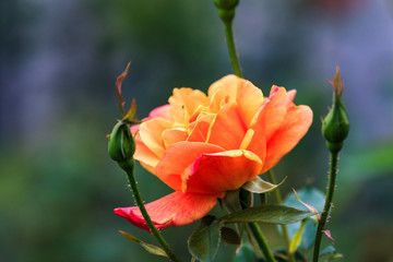 Rose aus der Nähe