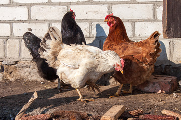 Group of chickens in the yard